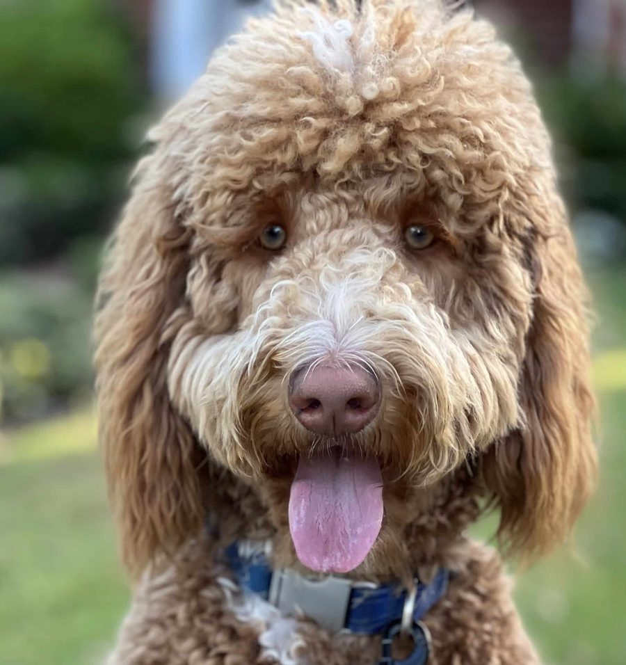 Spot, a golden doodle, in the Etehad Law office