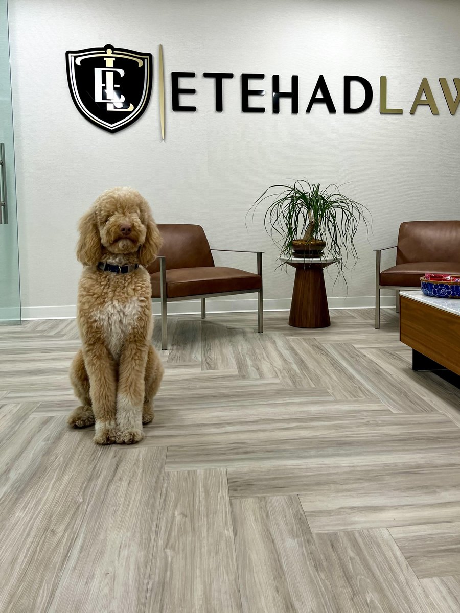 Spot sitting in the Etehad Law reception beneath the firm sign