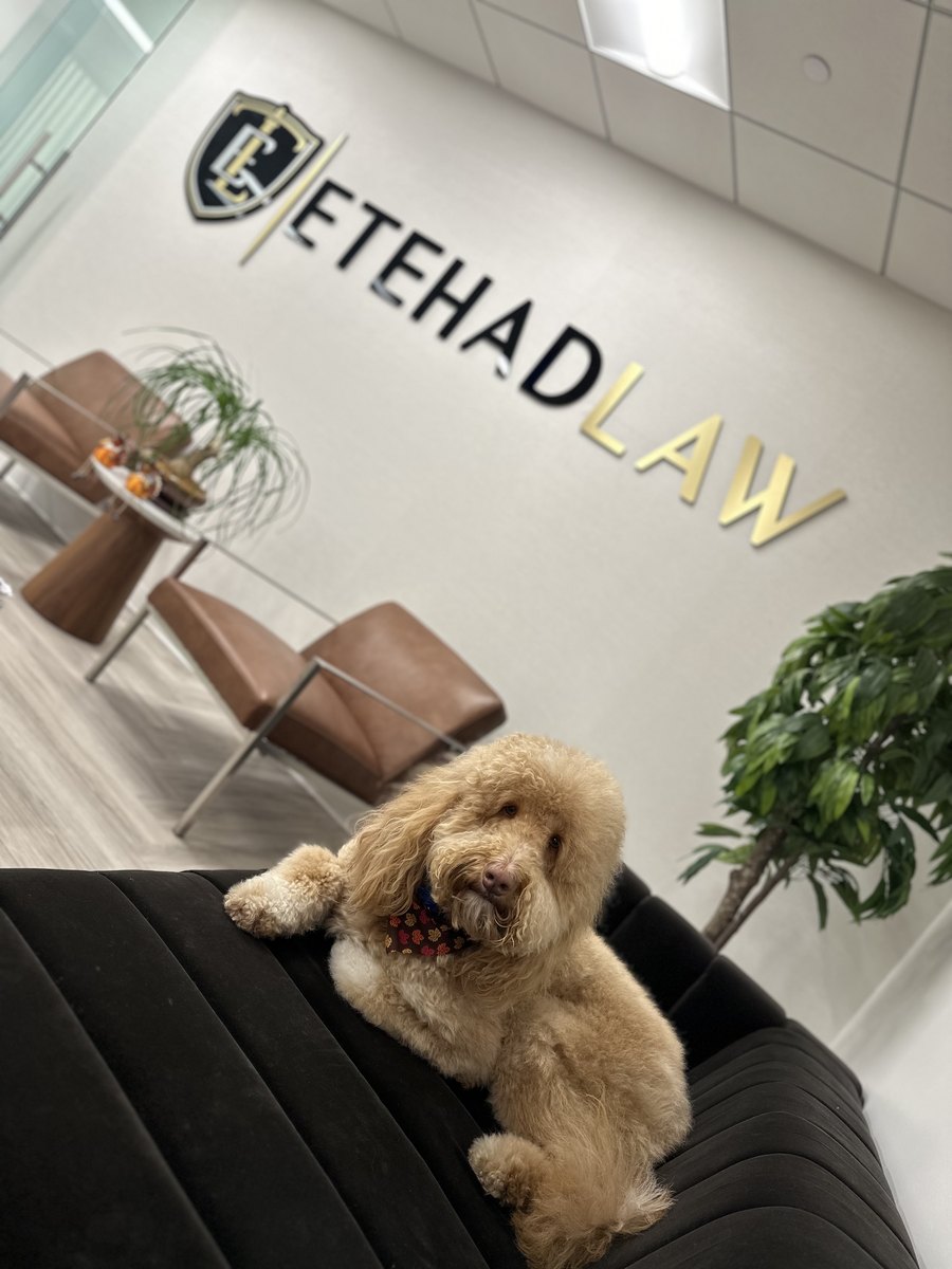 Spot resting on the lounge sofa with the Etehad Law sign behind him