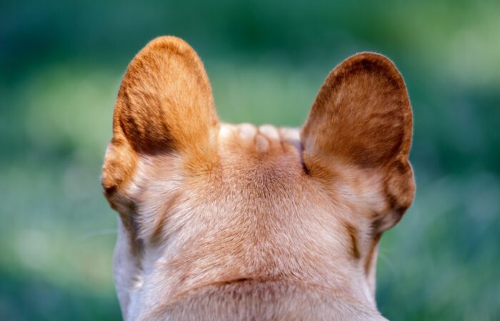 Beverly Hills Dog Bite Attorney